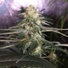 купить семена конопли гидропоники Critical + feminised купить семена конопли гидропоники Critical + feminised