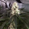 купить семена конопли с доставкой Critical + feminised купить семена конопли с доставкой Critical + feminised