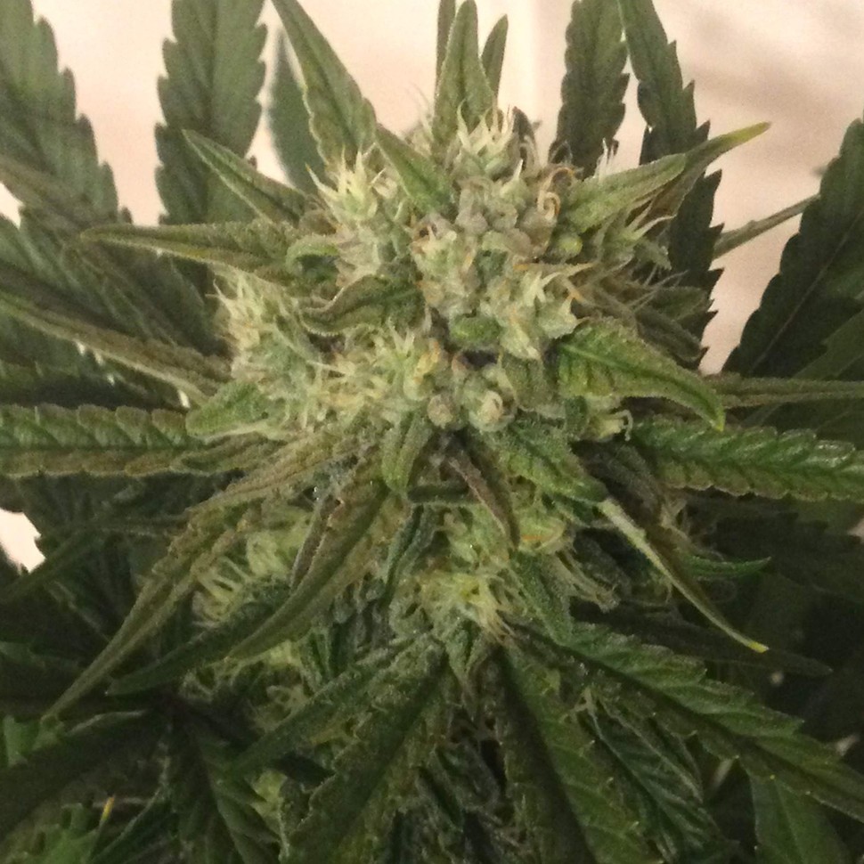 семена конопли скороспелый купить Critical + feminised семена конопли скороспелый купить Critical + feminised