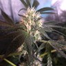 купить семена конопли аутдор Critical + feminised купить семена конопли аутдор Critical + feminised