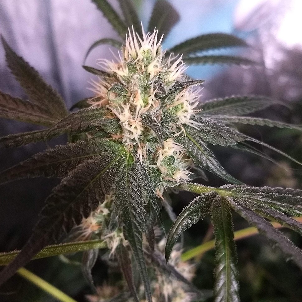 купить семена конопли аутдор Critical + feminised купить семена конопли аутдор Critical + feminised
