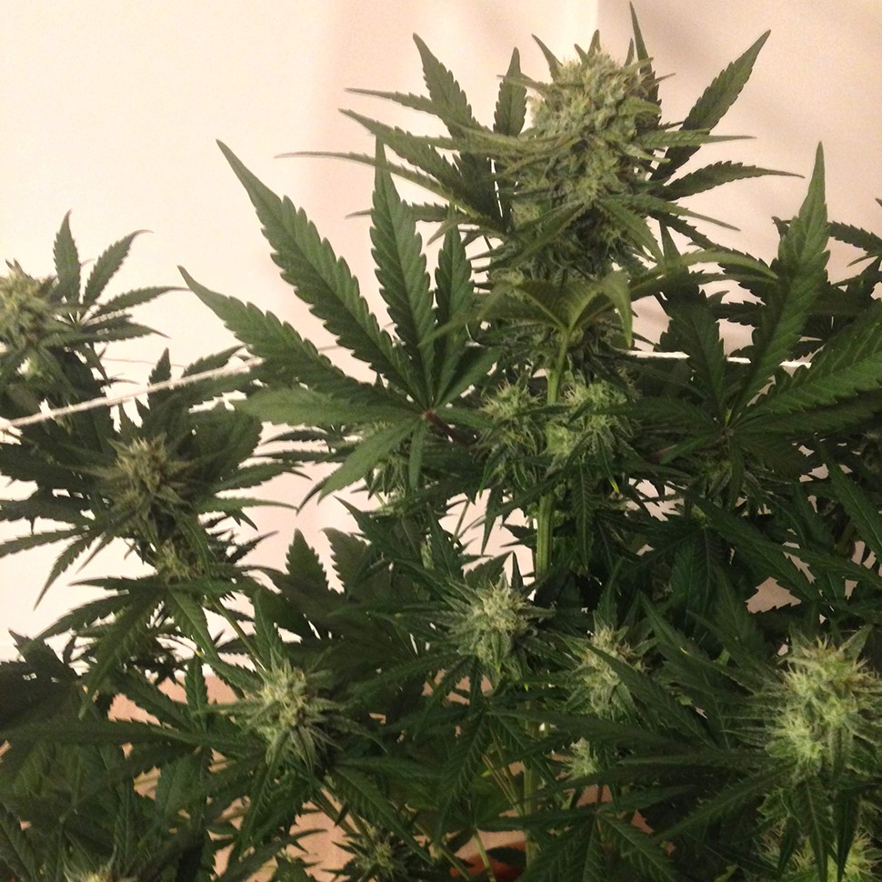 купить семена конопли медицинской Critical + feminised купить семена конопли медицинской Critical + feminised