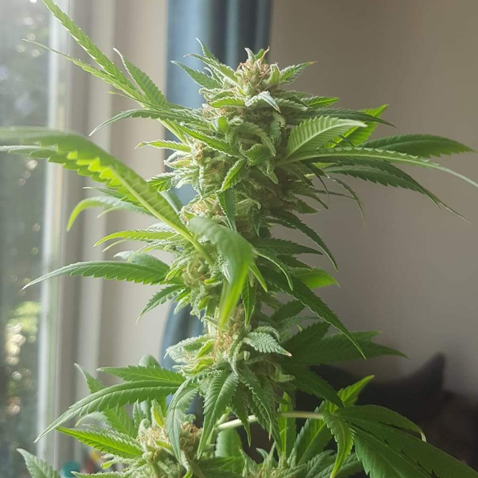 купить семена конопли для курения Critical + feminised купить семена конопли для курения Critical + feminised
