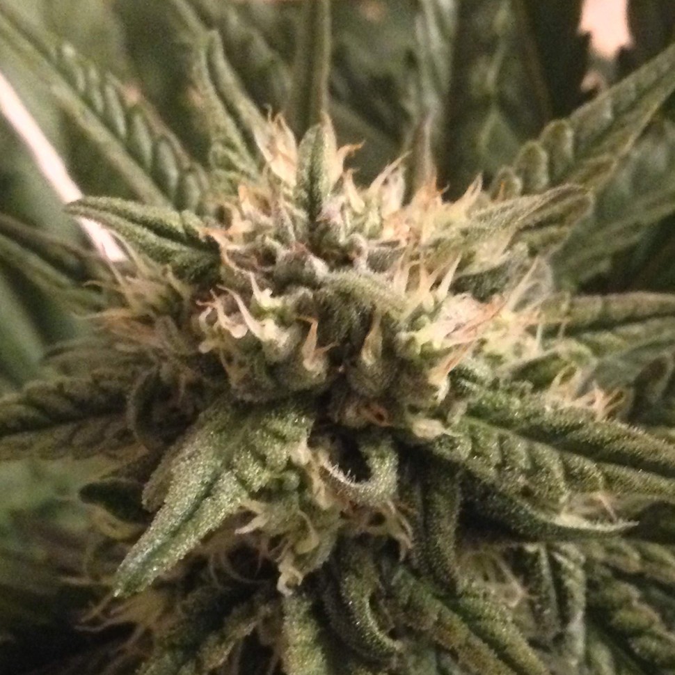 купить семена конопли курьером Critical + feminised купить семена конопли курьером Critical + feminised