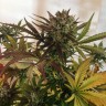 купить семена конопли Critical + feminised купить семена конопли Critical + feminised