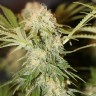 заказать семена конопли Critical + feminised заказать семена конопли Critical + feminised