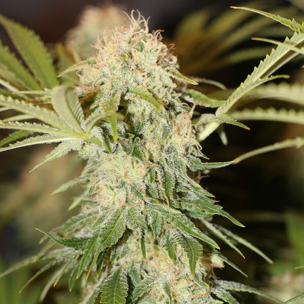 заказать семена конопли Critical + feminised заказать семена конопли Critical + feminised