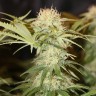 заказ семян конопли Critical + feminised заказ семян конопли Critical + feminised