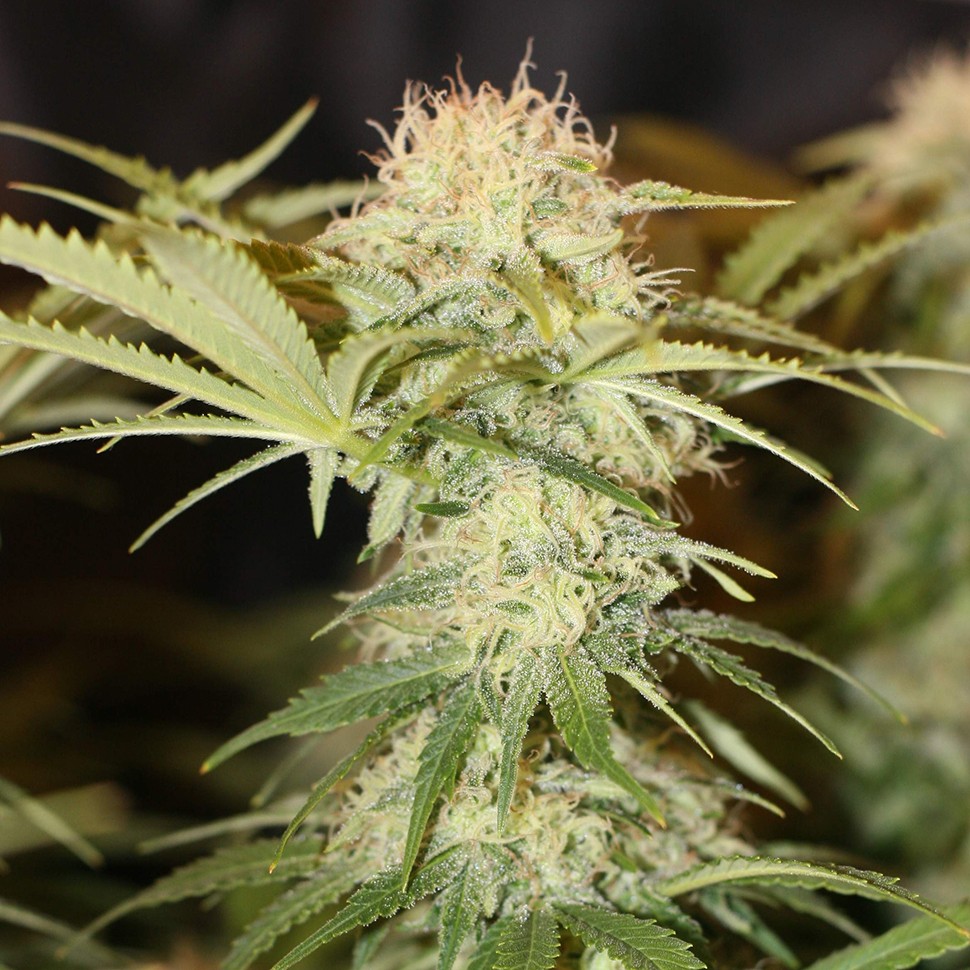 заказ семян конопли Critical + feminised заказ семян конопли Critical + feminised