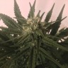 заказать семена конопли наложенным платежом Critical + feminised заказать семена конопли наложенным платежом Critical + feminised