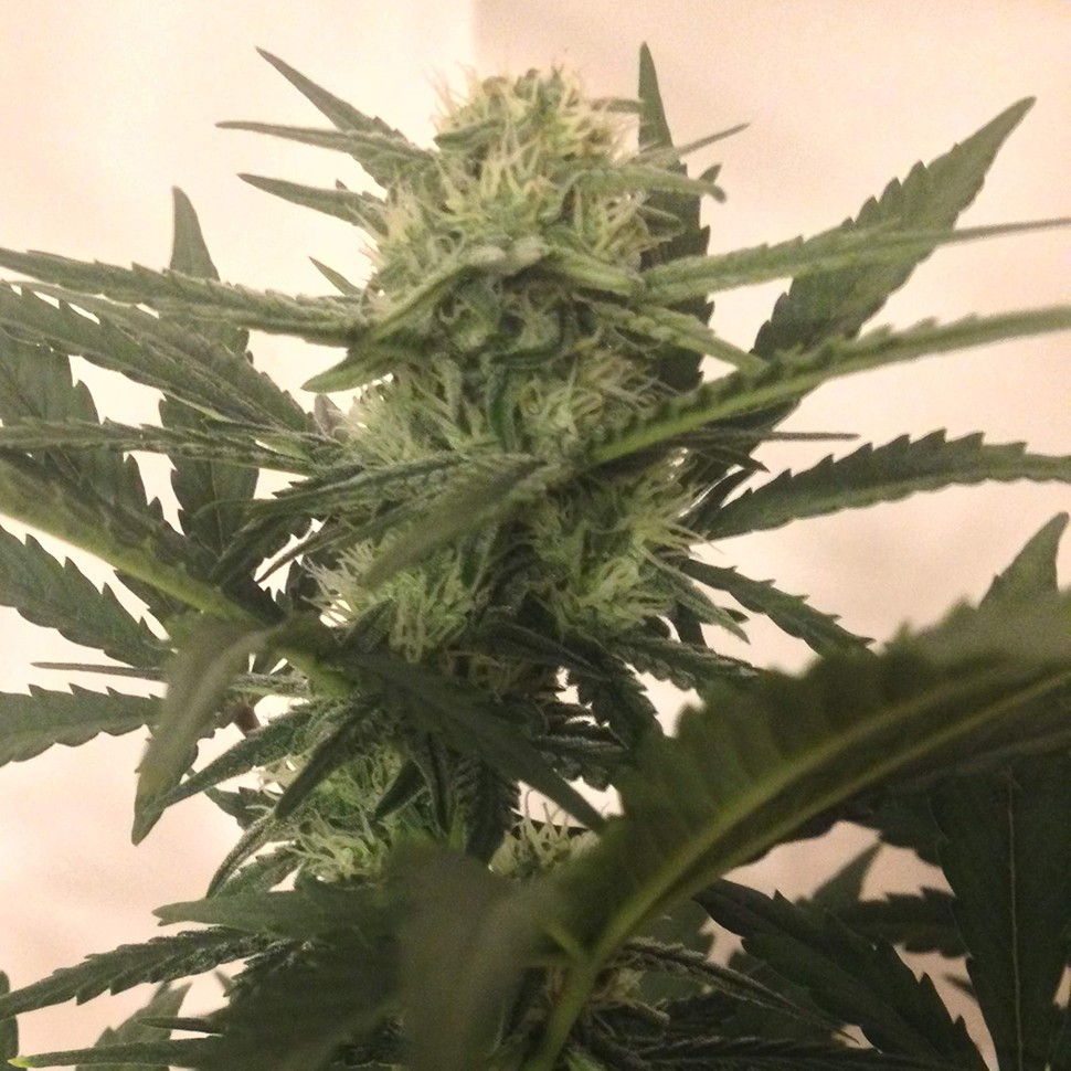 заказать семена конопли почтой Critical + feminised заказать семена конопли почтой Critical + feminised