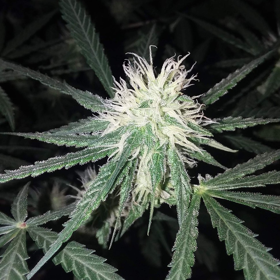 заказать качественные семена конопли Critical + feminised заказать качественные семена конопли Critical + feminised