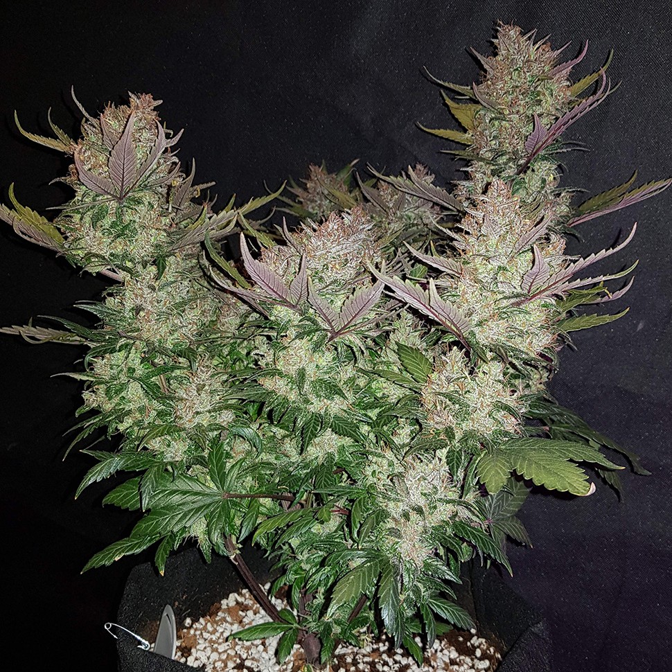 Семена Auto Dark Devil regular Ganja Seeds