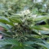 семена конопли курьером Chemdog regular Ganja Seeds семена конопли курьером Chemdog regular Ganja Seeds