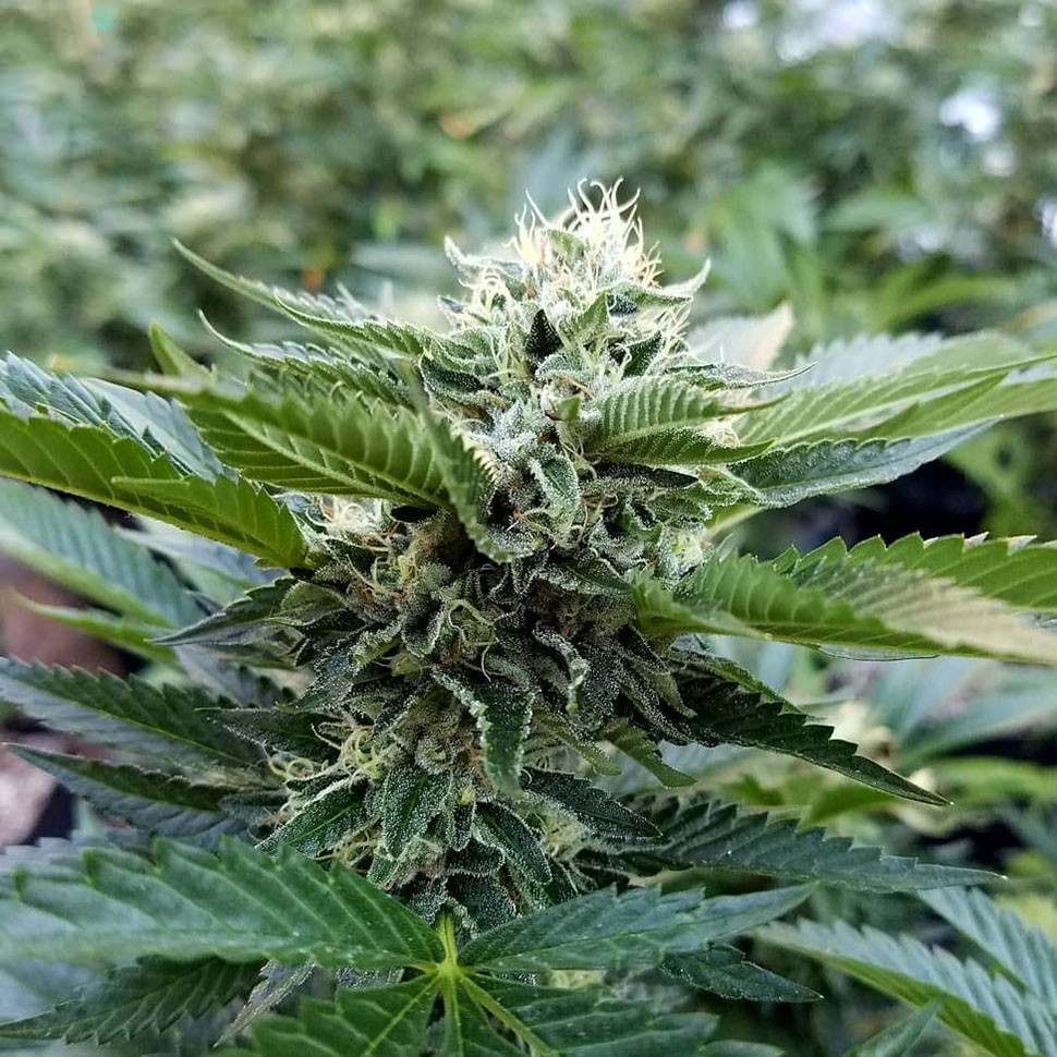 Семена Chemdog regular Ganja Seeds