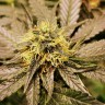 Семена Chemdog regular Ganja Seeds Семена Chemdog regular Ganja Seeds