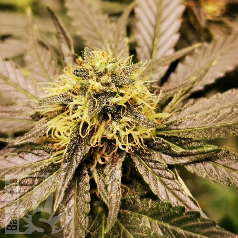 Семена Chemdog regular Ganja Seeds Семена Chemdog regular Ganja Seeds