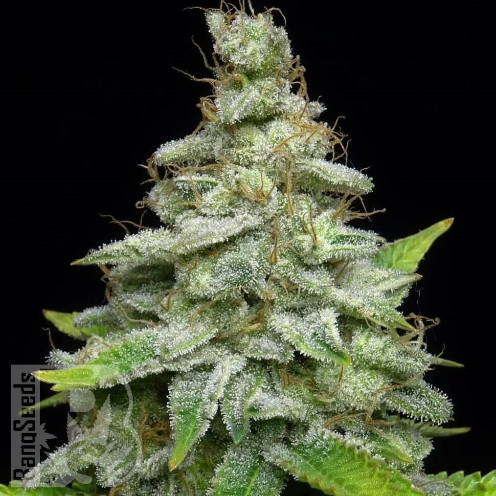 Семена Chemdog regular Ganja Seeds Семена Chemdog regular Ganja Seeds