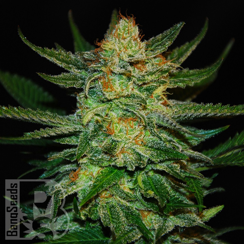 Семена Auto Destroyer feminised Ganja Seeds