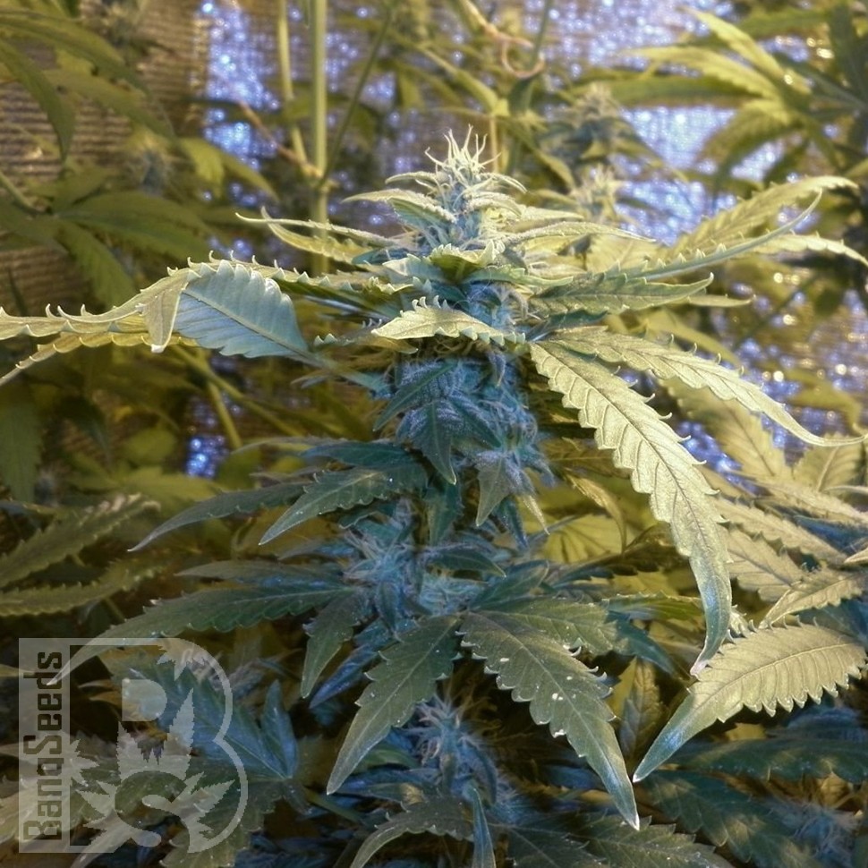 продажа семян конопли Auto Kul-Sey feminised продажа семян конопли Auto Kul-Sey feminised