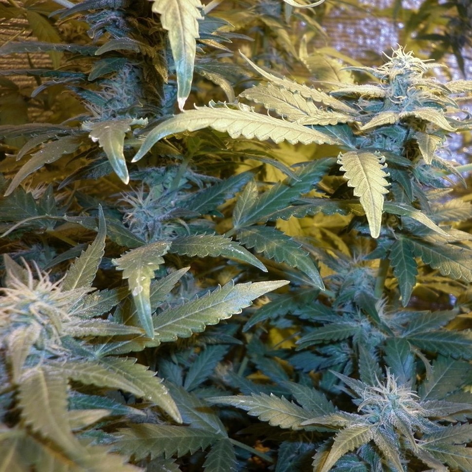 семена конопли цена Auto Kul-Sey feminised семена конопли цена Auto Kul-Sey feminised