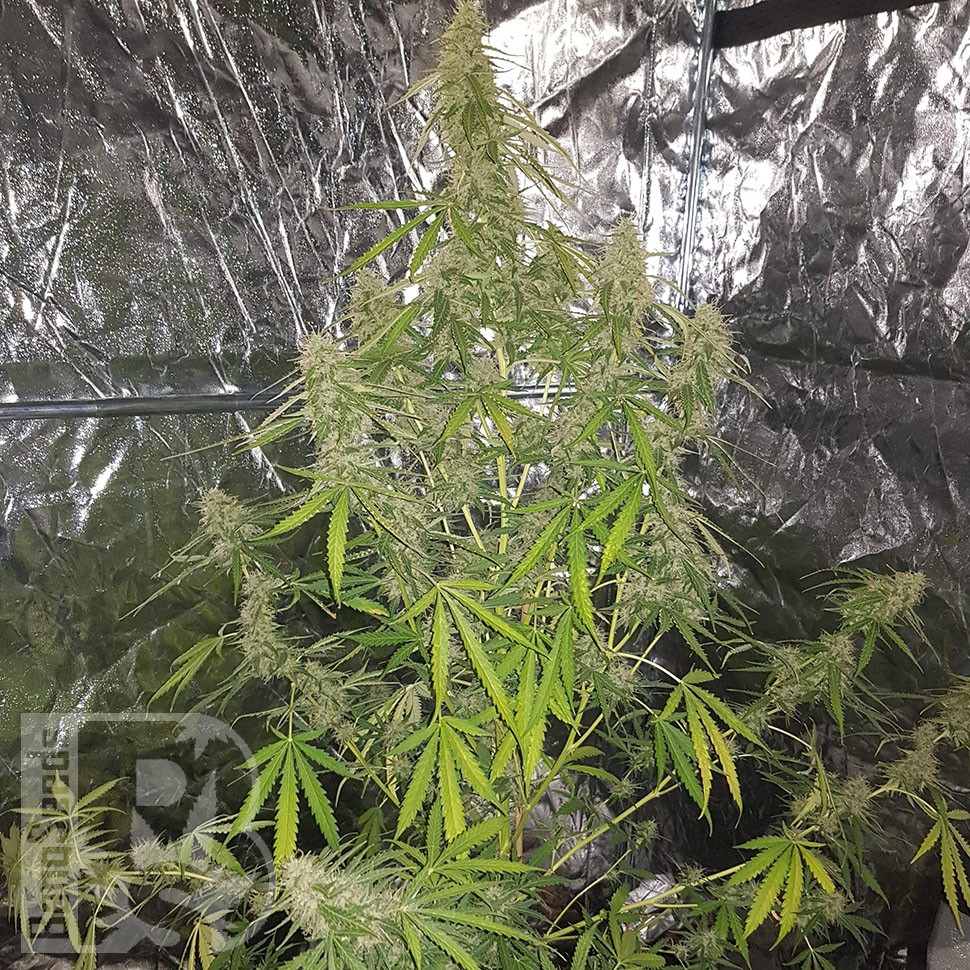 Семена Auto New York Diesel CBD feminised Ganja Seeds