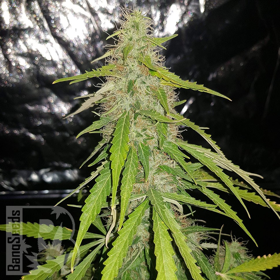 семена конопли в оригинальных упаковках Auto CBD New York Diesel feminised семена конопли в оригинальных упаковках Auto CBD New York Diesel feminised