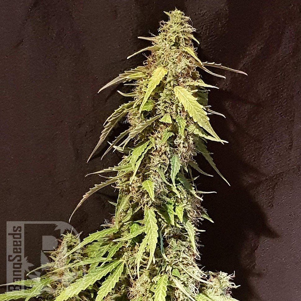 семена конопли марихуаны семена конопли в Украине Auto CBD New York Diesel feminised семена конопли марихуаны семена конопли в Украине Auto CBD New York Diesel feminised