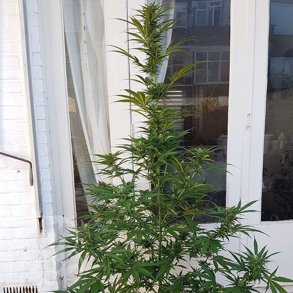 семена конопли аутдор семена конопли купить Auto CBD New York Diesel feminised семена конопли аутдор семена конопли купить Auto CBD New York Diesel feminised