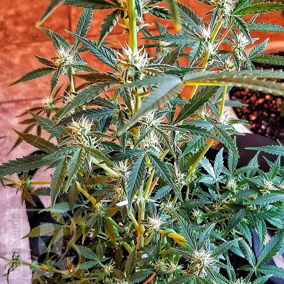 урожайные семена конопли Auto CBD New York Diesel feminised урожайные семена конопли Auto CBD New York Diesel feminised