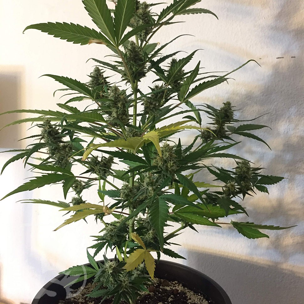 семена конопли феминизированные Auto CBD New York Diesel feminised семена конопли феминизированные Auto CBD New York Diesel feminised