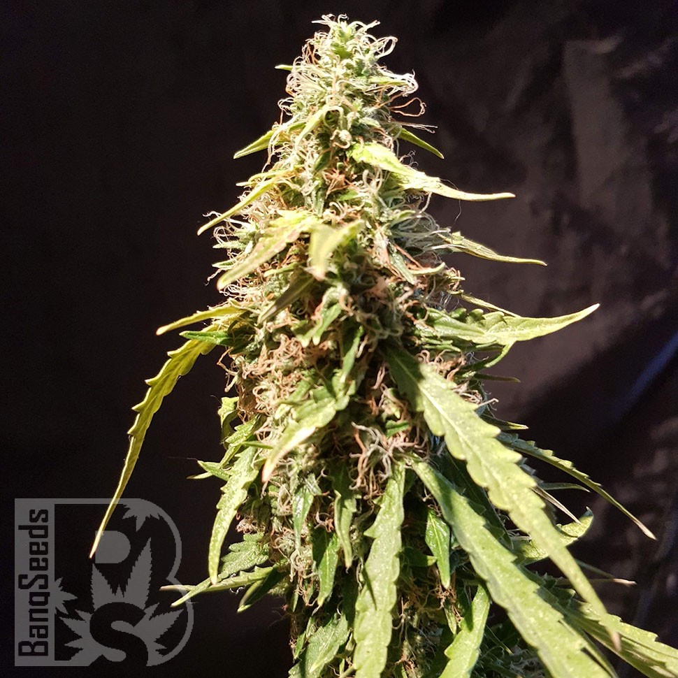 семена сортовой конопли Auto CBD New York Diesel feminised семена сортовой конопли Auto CBD New York Diesel feminised