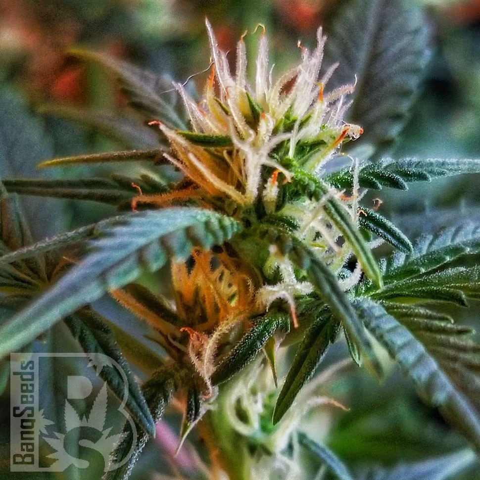 семена конопли f1 в оригинальной упаковке Auto CBD New York Diesel feminised семена конопли f1 в оригинальной упаковке Auto CBD New York Diesel feminised