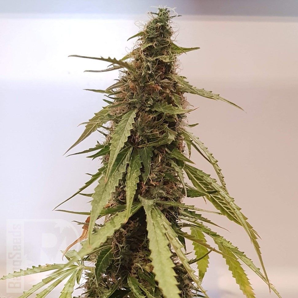 семена конопли автоцвет Auto CBD New York Diesel feminised семена конопли автоцвет Auto CBD New York Diesel feminised