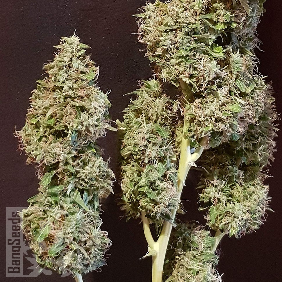 мощные семена конопли Auto CBD New York Diesel feminised мощные семена конопли Auto CBD New York Diesel feminised