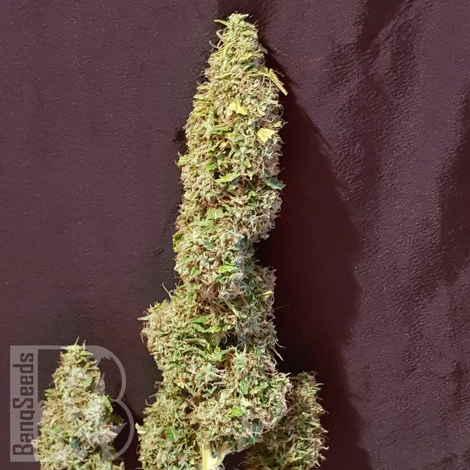 семена индийской конопли Auto CBD New York Diesel feminised семена индийской конопли Auto CBD New York Diesel feminised