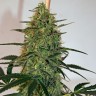 Lemon Skunk CBD feminised Ganja Seeds