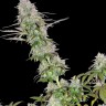 Lemon Skunk CBD feminised Ganja Seeds Lemon Skunk CBD feminised Ganja Seeds