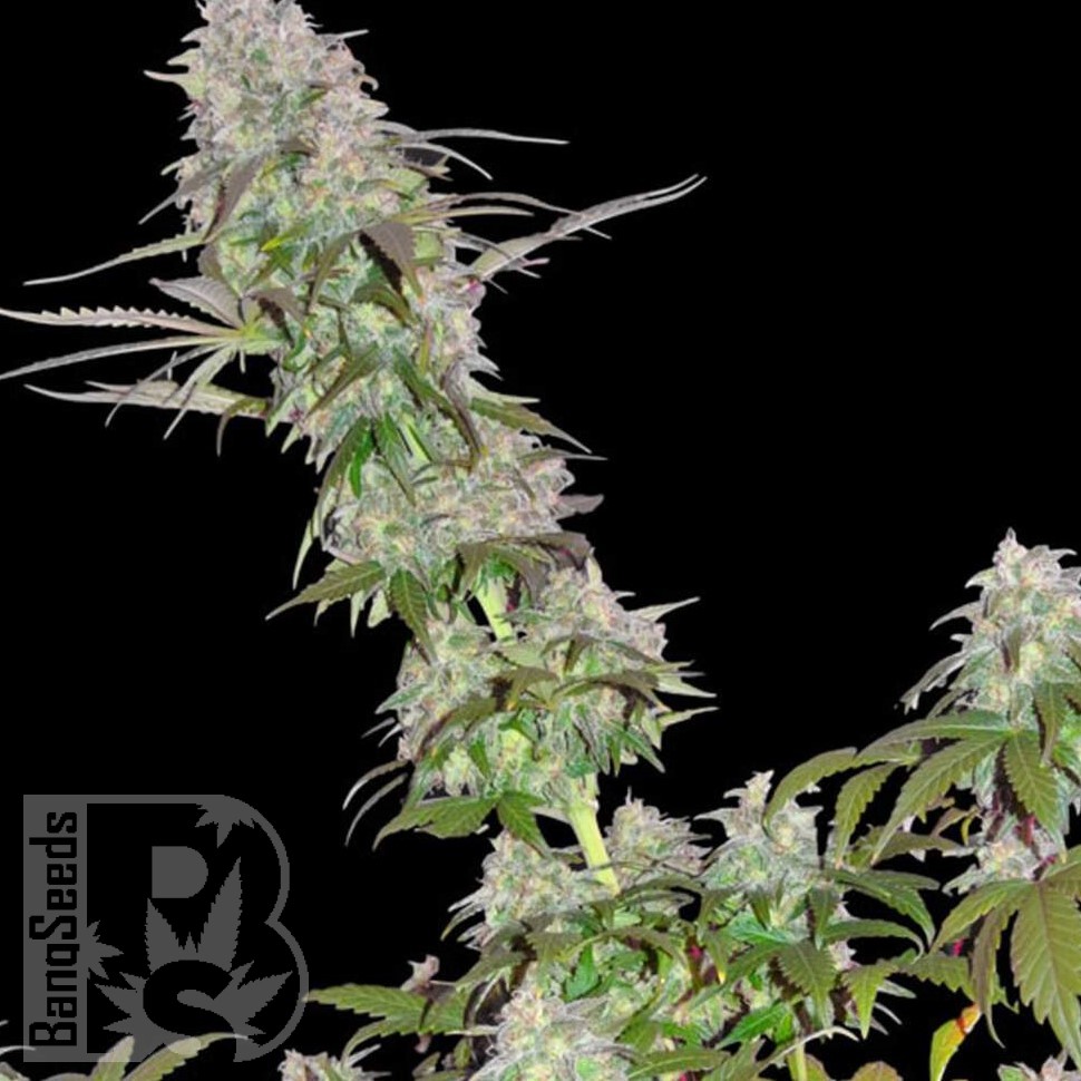 Lemon Skunk CBD feminised Ganja Seeds Lemon Skunk CBD feminised Ganja Seeds