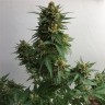 семена конопли вред Sweet Cheese feminised Ganja Seeds семена конопли вред Sweet Cheese feminised Ganja Seeds