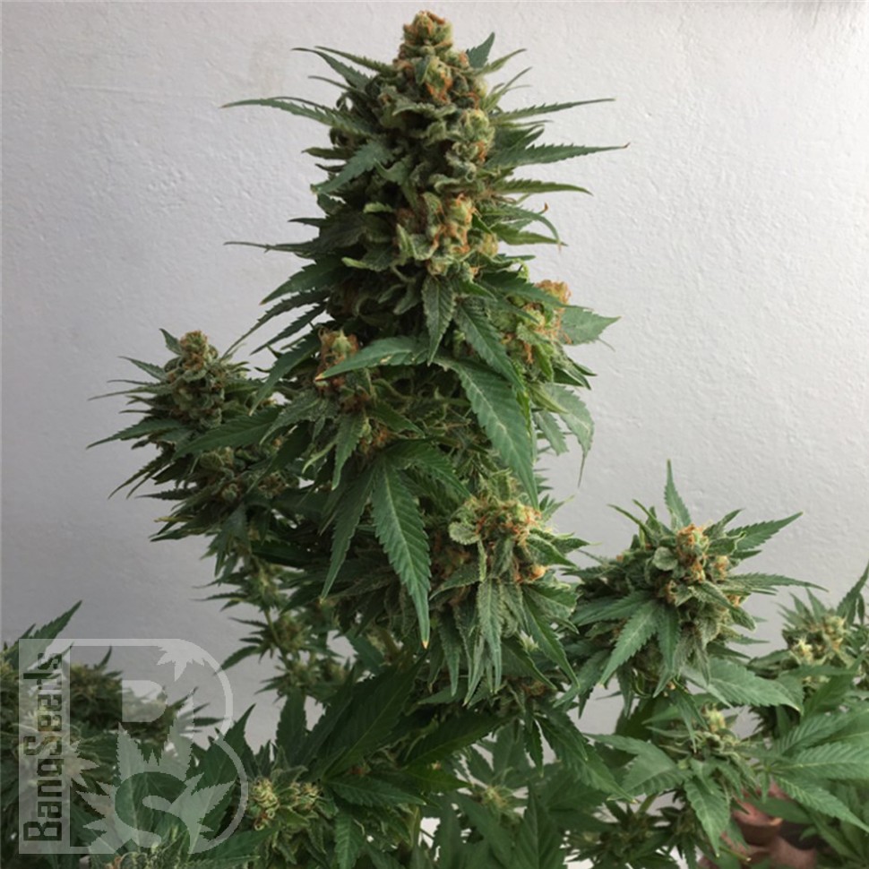 Семена Sweet Cheese feminised Ganja Seeds