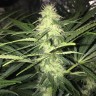 купить семена конопли оптом Sweet Cheese feminised Ganja Seeds купить семена конопли оптом Sweet Cheese feminised Ganja Seeds