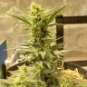 как прорастить семена конопли Sweet Cheese feminised Ganja Seeds как прорастить семена конопли Sweet Cheese feminised Ganja Seeds