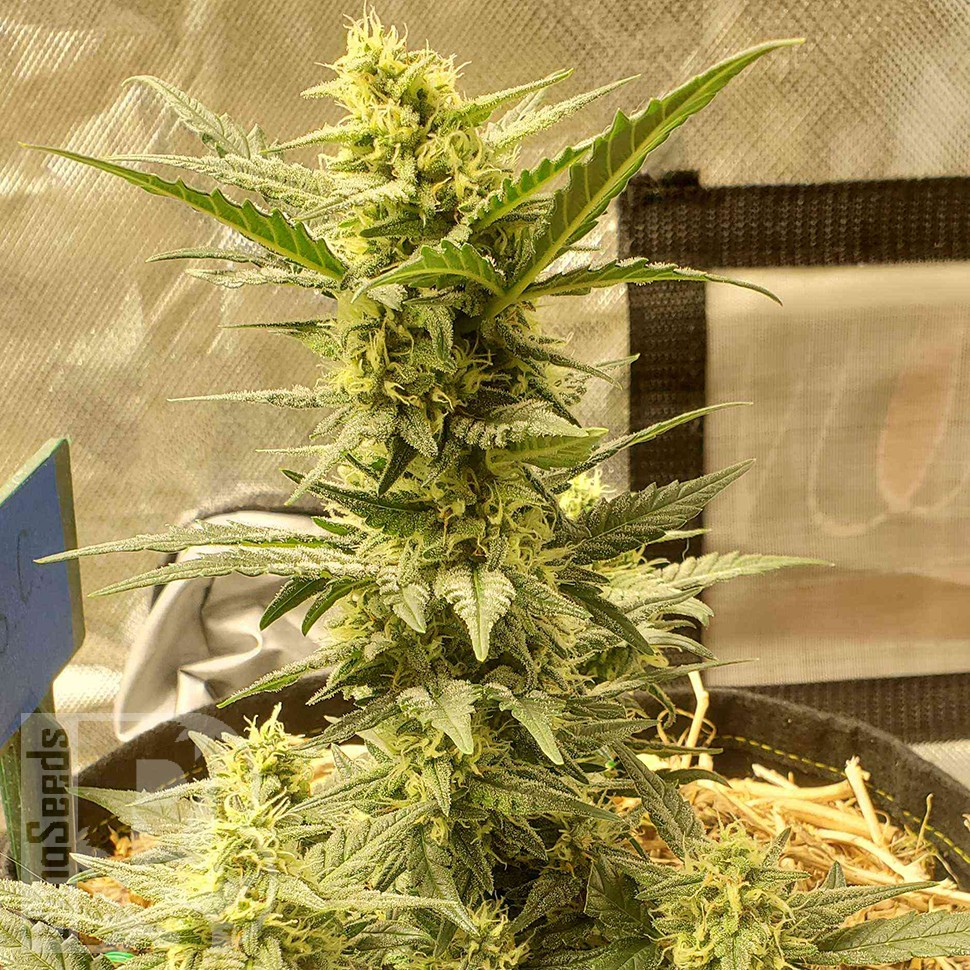 как прорастить семена конопли Sweet Cheese feminised Ganja Seeds как прорастить семена конопли Sweet Cheese feminised Ganja Seeds