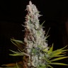 семена конопли польза и вред Sweet Cheese feminised Ganja Seeds семена конопли польза и вред Sweet Cheese feminised Ganja Seeds