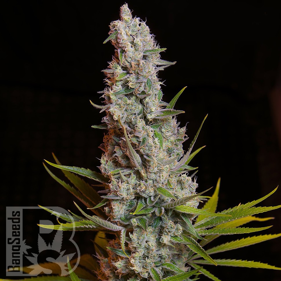 семена конопли польза и вред Sweet Cheese feminised Ganja Seeds семена конопли польза и вред Sweet Cheese feminised Ganja Seeds