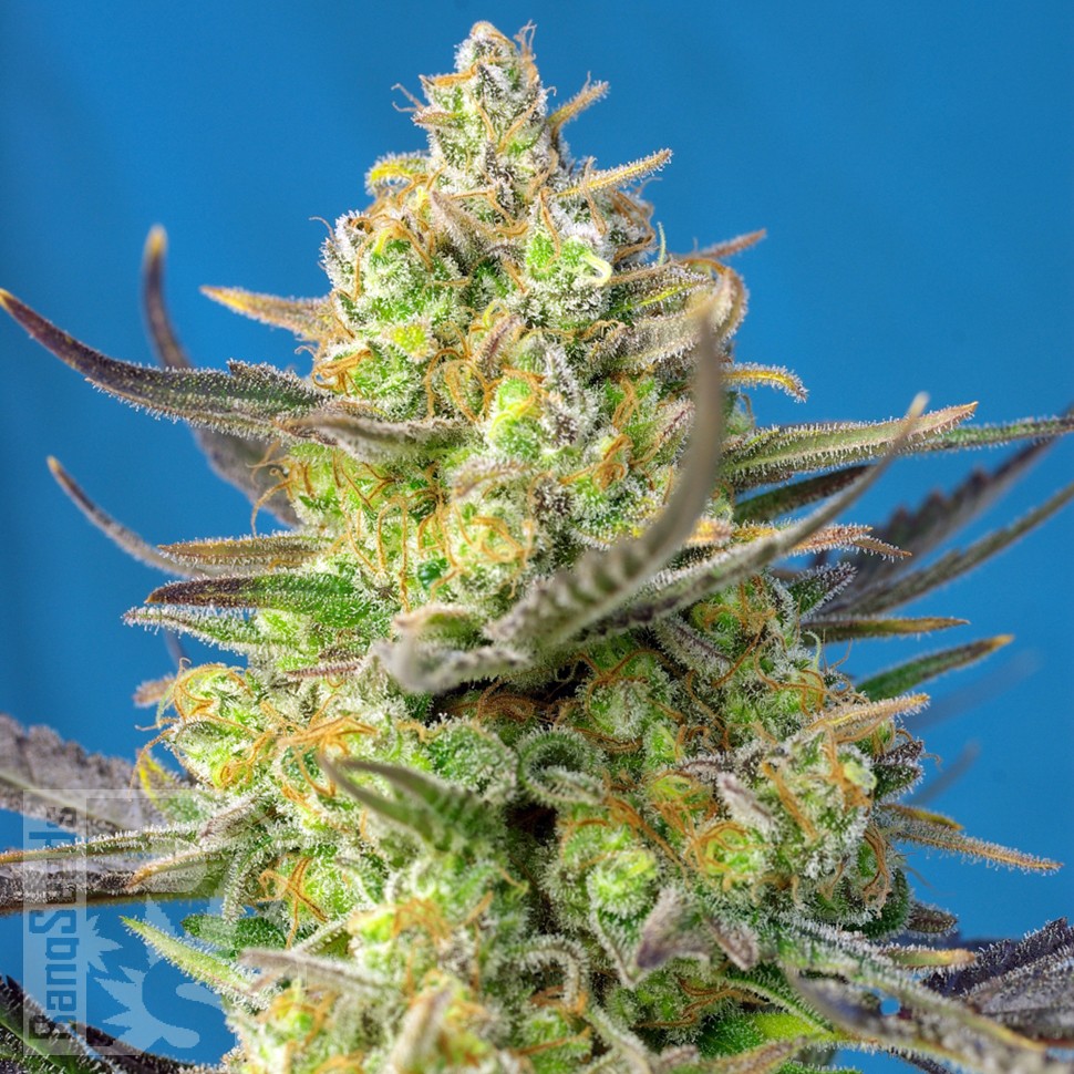 чем полезны семена конопли Sweet Cheese feminised Ganja Seeds чем полезны семена конопли Sweet Cheese feminised Ganja Seeds