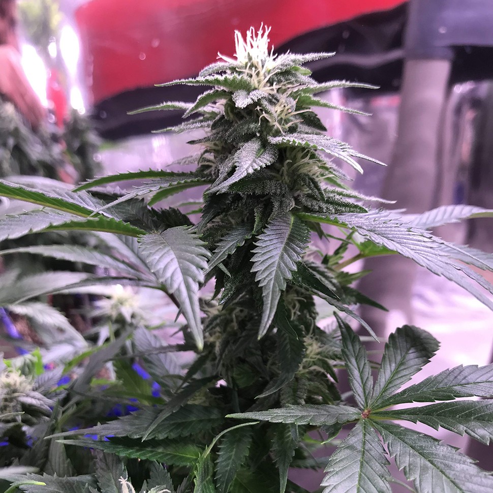 заказать семена конопли почтой Laughing Buddha reg заказать семена конопли почтой Laughing Buddha reg