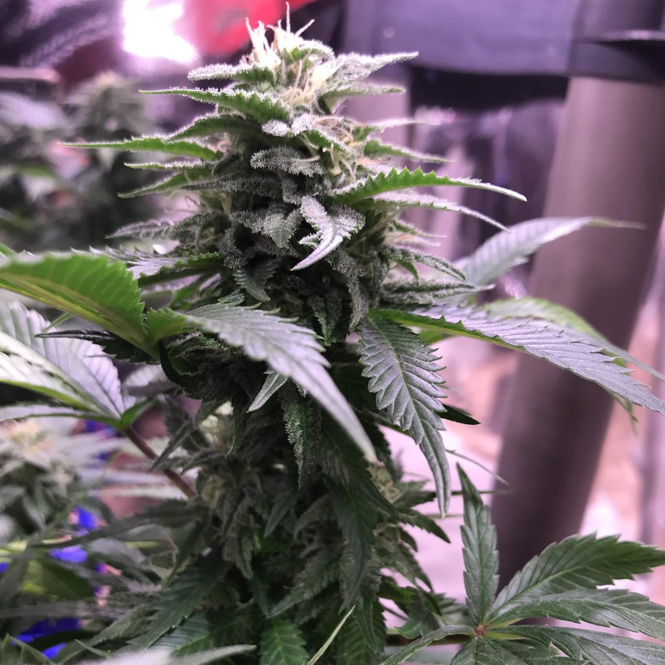 заказать качественные семена конопли Laughing Buddha reg заказать качественные семена конопли Laughing Buddha reg