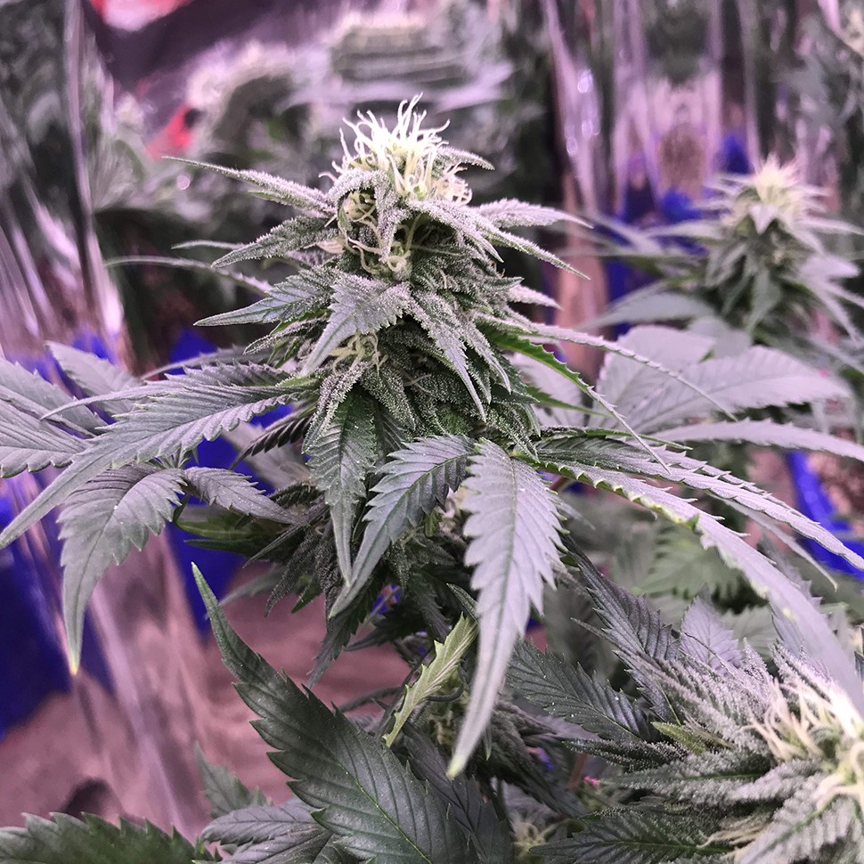 Семена Laughing Buddha regular Ganja Seeds
